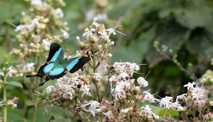 Sammilan Shetty's Butterfly Park